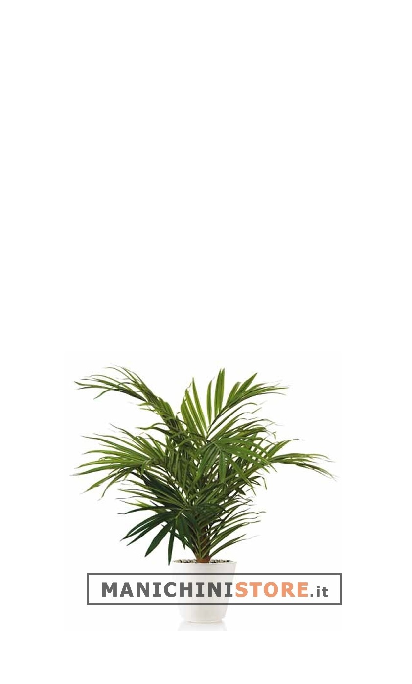 Kentia H100