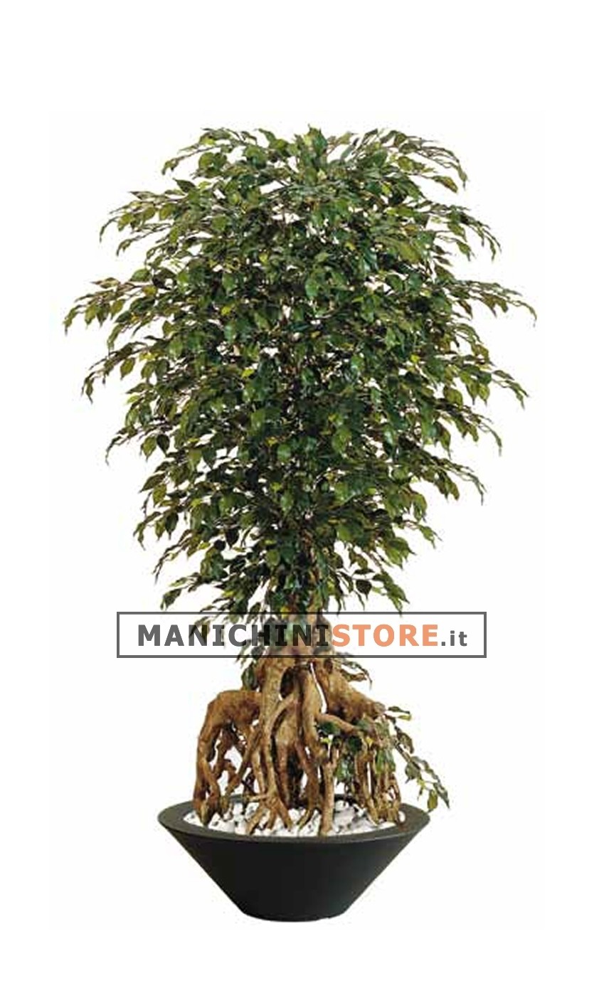 Ficus Exotica H220