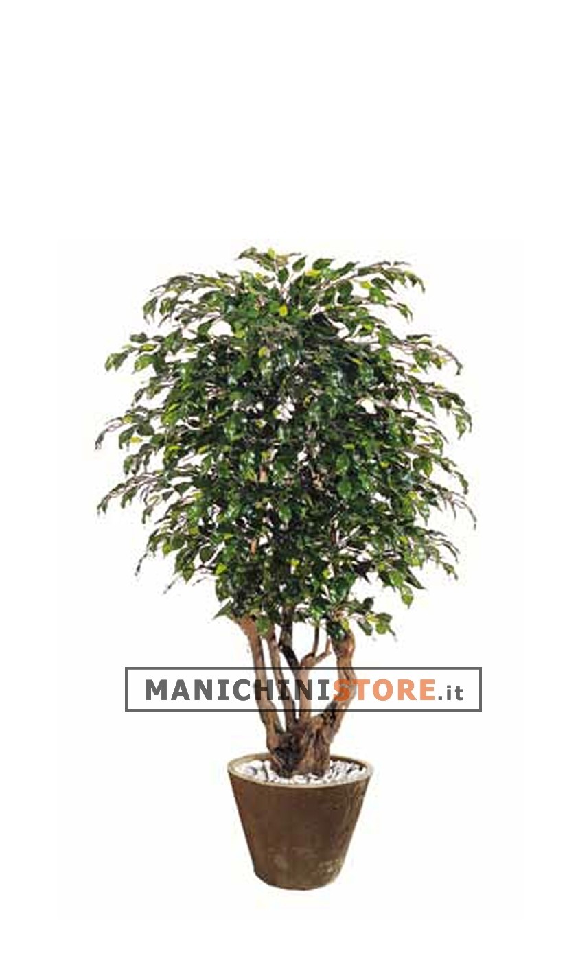 Ficus Exotica H180