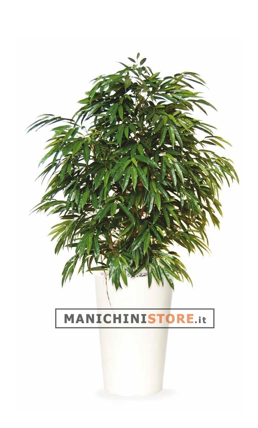 Longifolia Boschetto H180