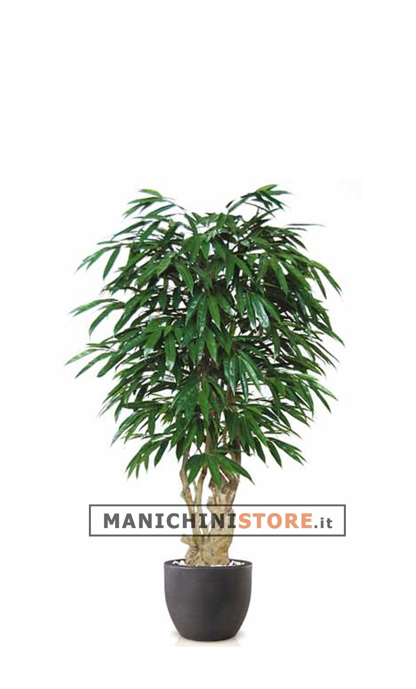Longifolia Boschetto H180