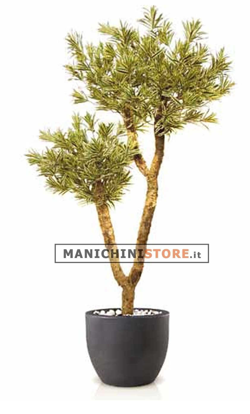 Dracaena Reflexa Drago H280